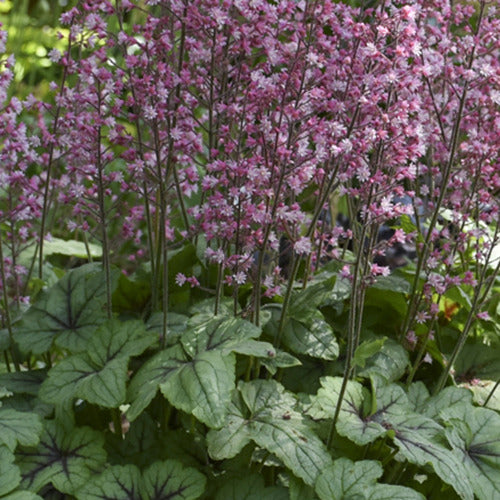 Heucherella Pink Fizz - Willemse