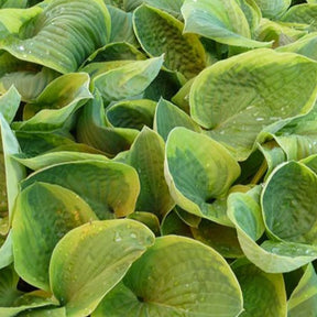 Hosta August Beauty - Willemse