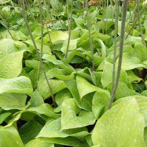 Hosta Red Cadet - Willemse