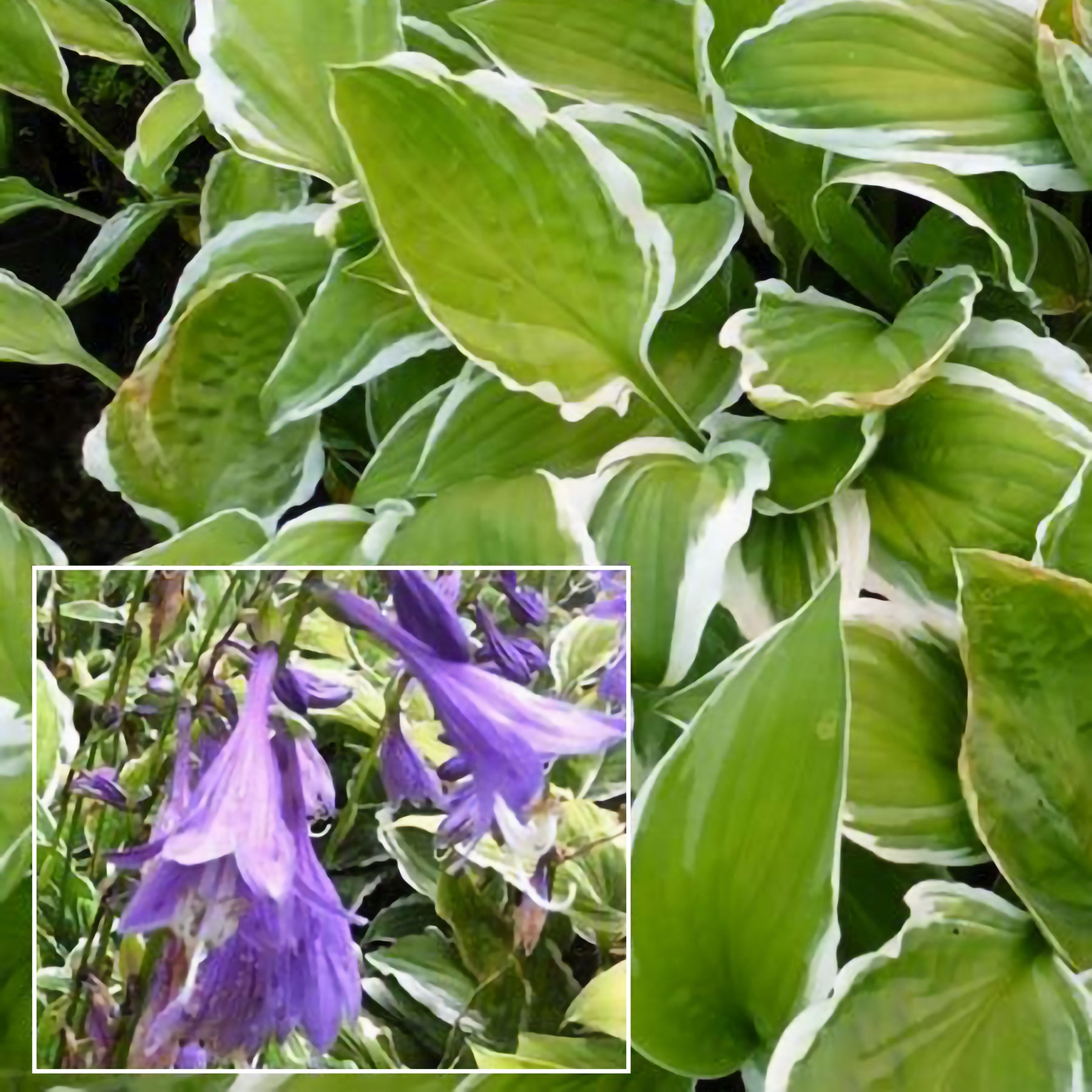 Hosta de Siebold Ginko Craig - Willemse