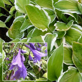 Hosta de Siebold Ginko Craig - Willemse