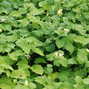 Fleur de cire de Corée - Kirengeshoma koreana - Willemse
