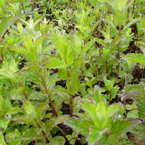 Menthe verte frisée - Willemse
