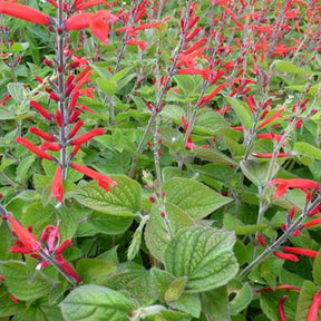 Sauge-ananas Scarlet Pineapple - Willemse