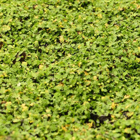 Cotule dioique Minima Cotule naine - Leptinella dioica minima - Willemse