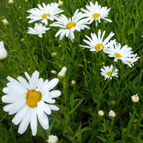 Marguerite d'été Polaris - Willemse