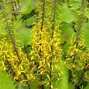 Ligularia stenocephala the rocket - Ligulaire du Shavalski The Rocket - Ligulaire