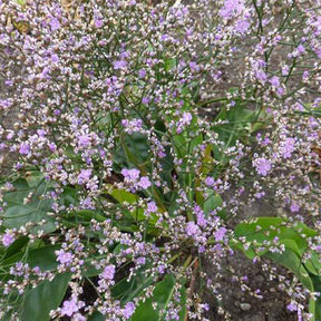 Limonium gerberi - Statice vivace - Statice - Limonium