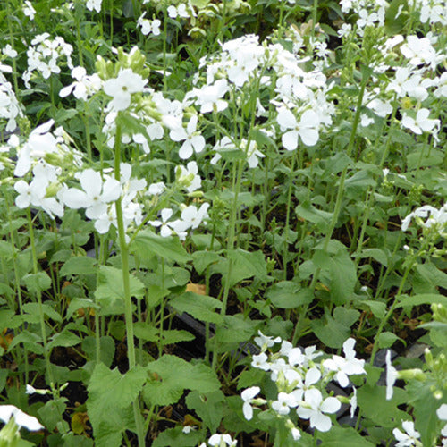 Lunaria annua albiflora - Monnaie du Pape à fleurs blanches - Fleurs vivaces