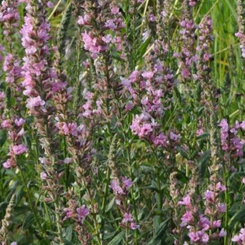 Salicaire Pink Tails - Willemse