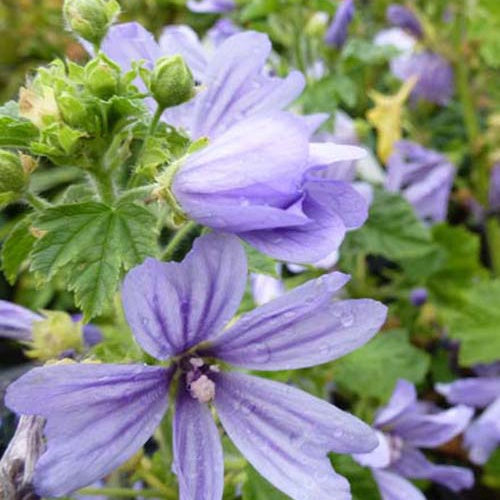 Mauve d'Alger - Willemse
