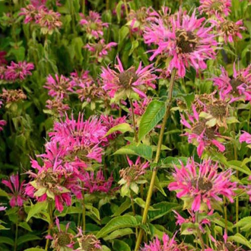 Monarde Marshall's Delight - Willemse