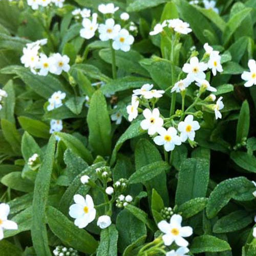 Myosotis des marais Ice Pearl - Willemse