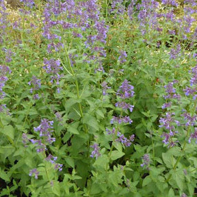 Nepeta à grandes fleurs Dawn To Dusk - Willemse