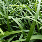 Ophipogon noir - Willemse