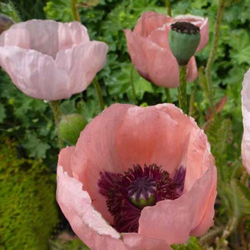 3 Pavots d'Orient Prinzessin Viktoria Luise - Willemse