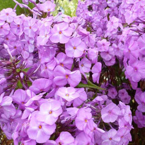 Phlox maculé Rosalinde - Willemse