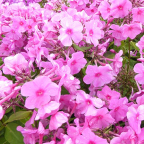 Phlox paniculé Pink Eye Flame - Willemse