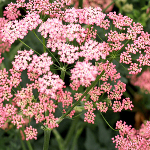 Grand boucage à fleurs roses - Willemse