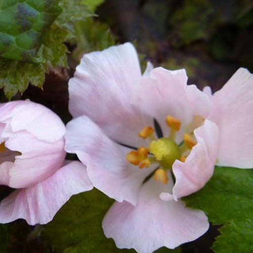Podophylle pelté - Willemse