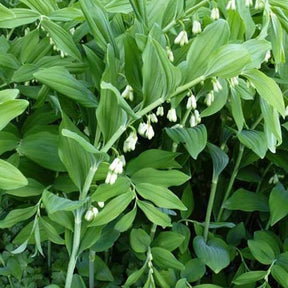 Vente Sceau de Salomon