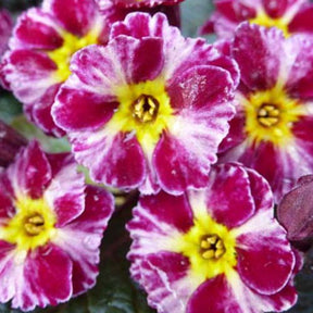 Primevère Dark Rosaleen - Willemse
