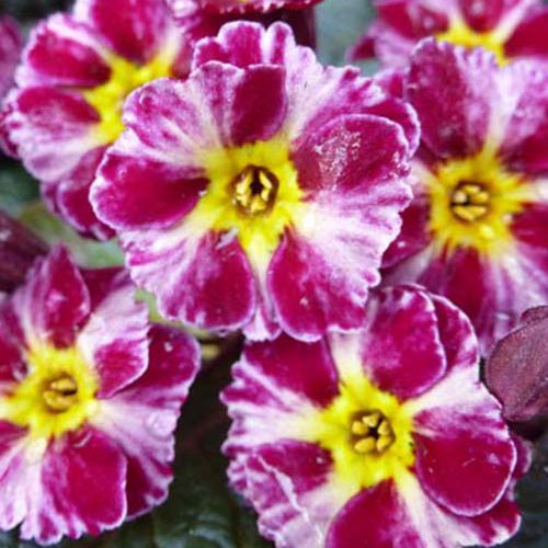 Primevère Dark Rosaleen - Willemse
