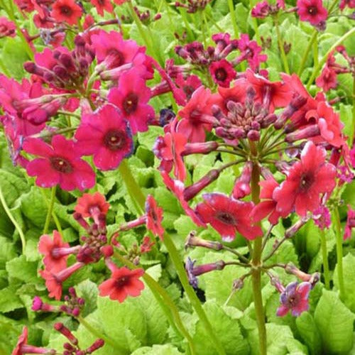 Primevère du Japon Millers Crimson - Willemse