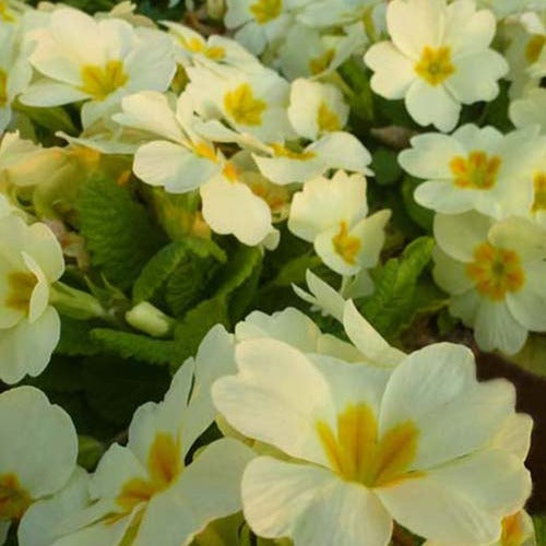Primevère - Primevère des jardins - Primula vulgaris