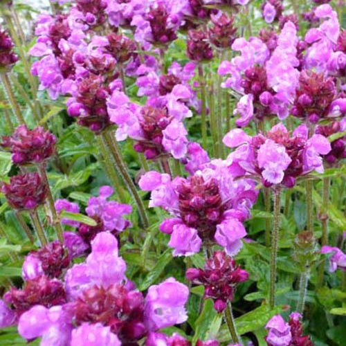 Prunelle à grandes fleurs Altenberg Rosa - Willemse