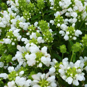 Brunelle à grandes fleurs White Loveliness - Willemse