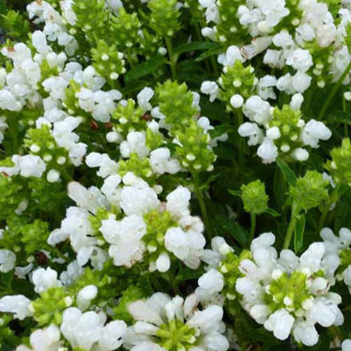 Brunelle à grandes fleurs White Loveliness - Willemse