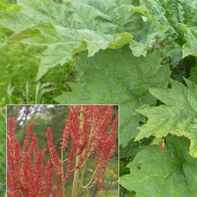 Rhubarbe palmée - Willemse