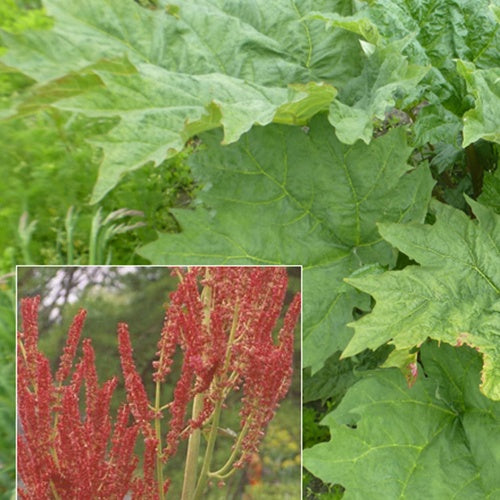 Rhubarbe palmée - Willemse