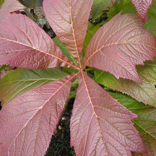 Rodgersia à feuilles pennées Rotlaub - Willemse