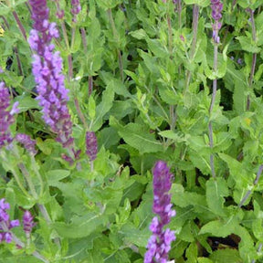 Sauge des bois Amethyst - Willemse