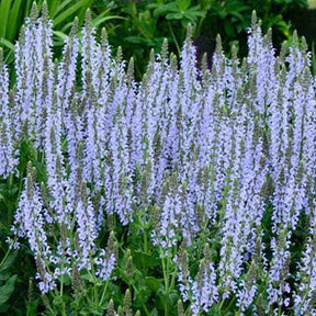 Sauge des bois Crystal Blue - Willemse