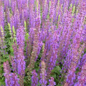 Sauge des bois Ostfriesland - Salvia nemorosa ostfriesland - Willemse