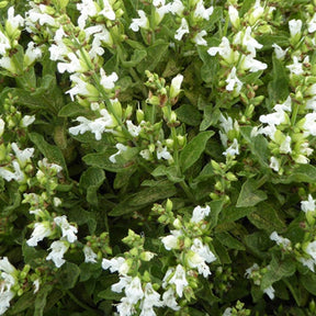 Sauge officinale à fleurs blanches - Willemse