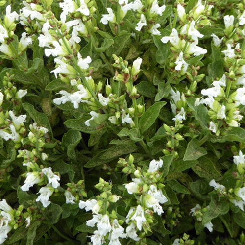 Sauge officinale à fleurs blanches - Willemse