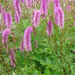 Pimprenelle Hakusanensis - Sanguisorbe - Willemse