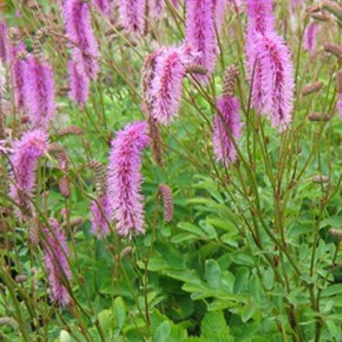 Pimprenelle Hakusanensis - Sanguisorbe - Willemse