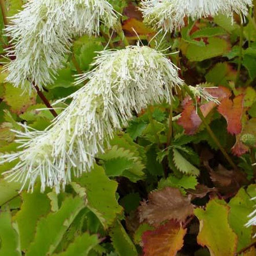 Pimprenelle blanche - Sanguisorbe - Willemse