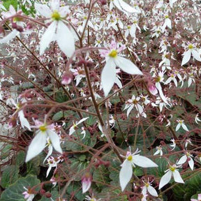 Saxifraga stolonifera cuscutiformis - Saxifrage à stolons Cuscutiformis - Saxifrage
