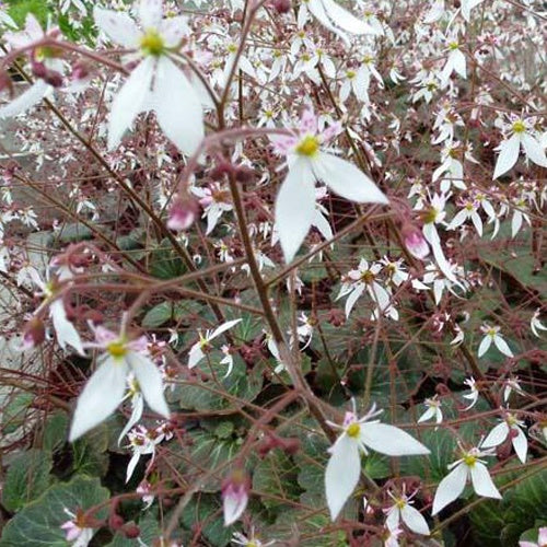 Saxifraga stolonifera cuscutiformis - Saxifrage à stolons Cuscutiformis - Saxifrage