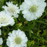 Scabieuse du Caucase blanche - Willemse