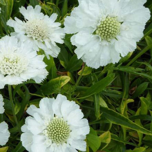 Scabieuse du Caucase blanche - Willemse