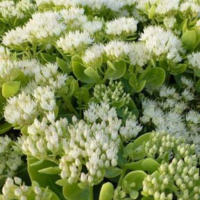 Sedum Iceberg - Willemse
