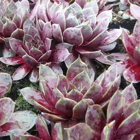 Joubarbe Commander Hay - Sempervivum - Willemse