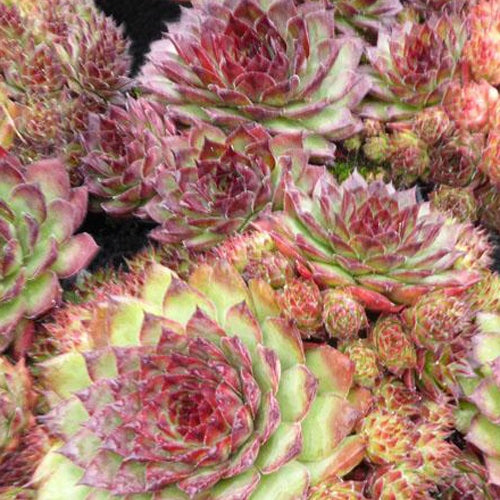 Joubarbe Dark Beauty - Sempervivum - Willemse